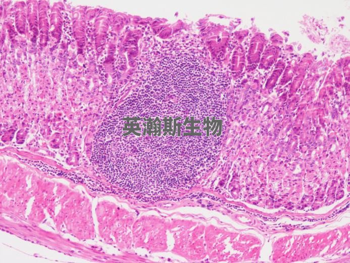 大鼠胃炎-模型組.jpg
