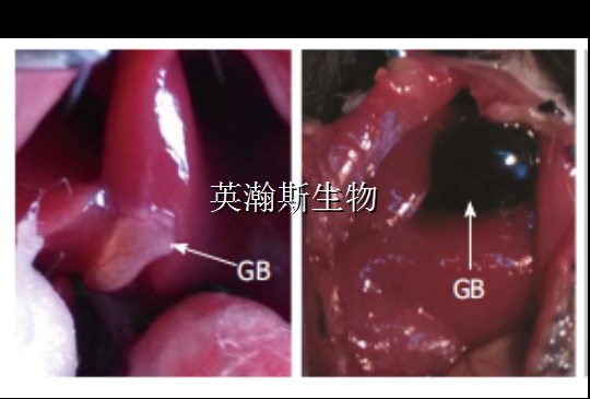 膽囊炎造模圖片_wm.jpg