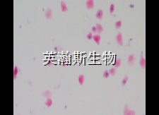 圖片2_wm.jpg