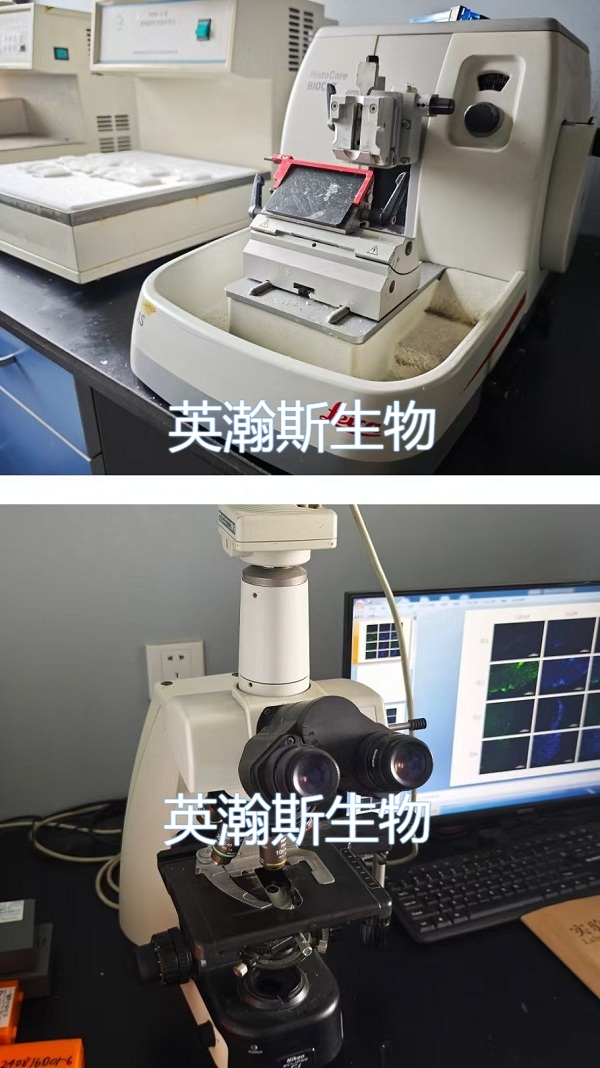 拼圖-病理檢測平臺.jpg